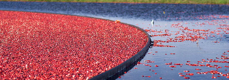Cranberries Harvest